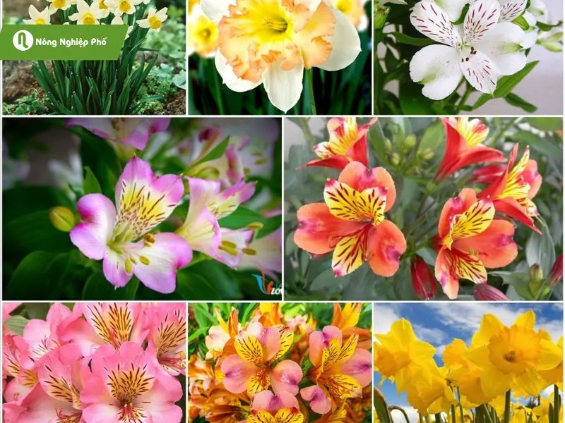 Hoa thủy tiên – Lựa chọn hoàn hảo cho không gian nhà bạn