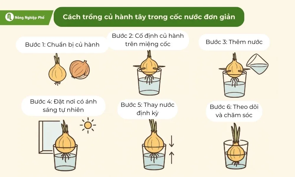 Hành tây đang mọc rễ và lá xanh trong cốc nước, minh họa quá trình phát triển