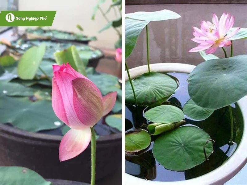 Sen Nhật mini giúp không gian sống của bạn thêm phần rực rỡ