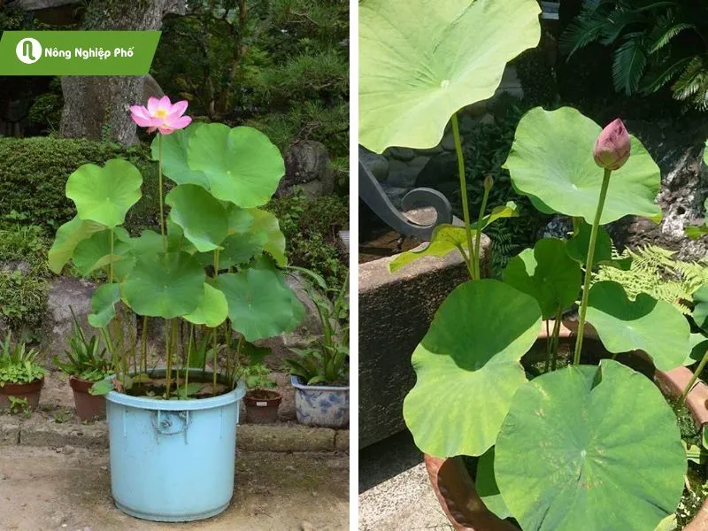 Làm đẹp không gian sống với sen Nhật mini