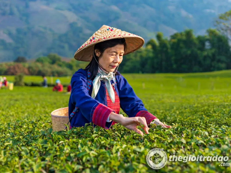 CÁCH TRỒNG CÂY CẦN TÂY TẠI NHÀ BẰNG GỐC: Hướng Dẫn Chi Tiết A-Z