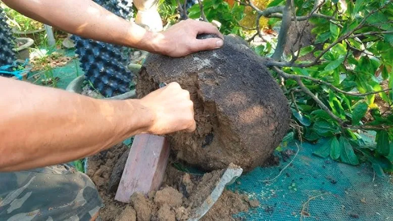 Minh họa kỹ thuật thay đất cho mai Bình Định trong chậu, chú trọng vào việc cắt tỉa và xử lý bộ rễ