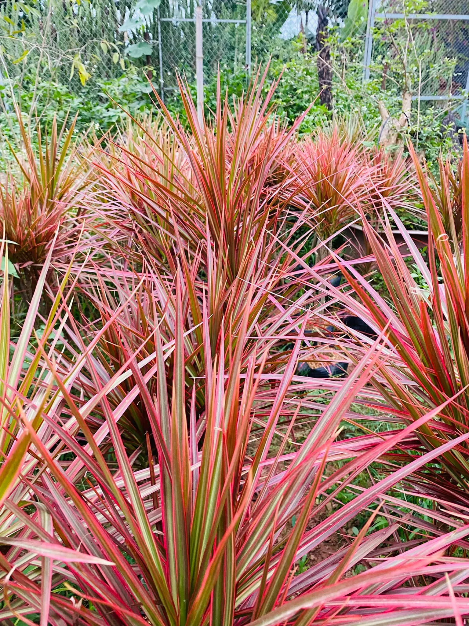 ánh dương mang đến cho chúng ta rất nhiều công dụng