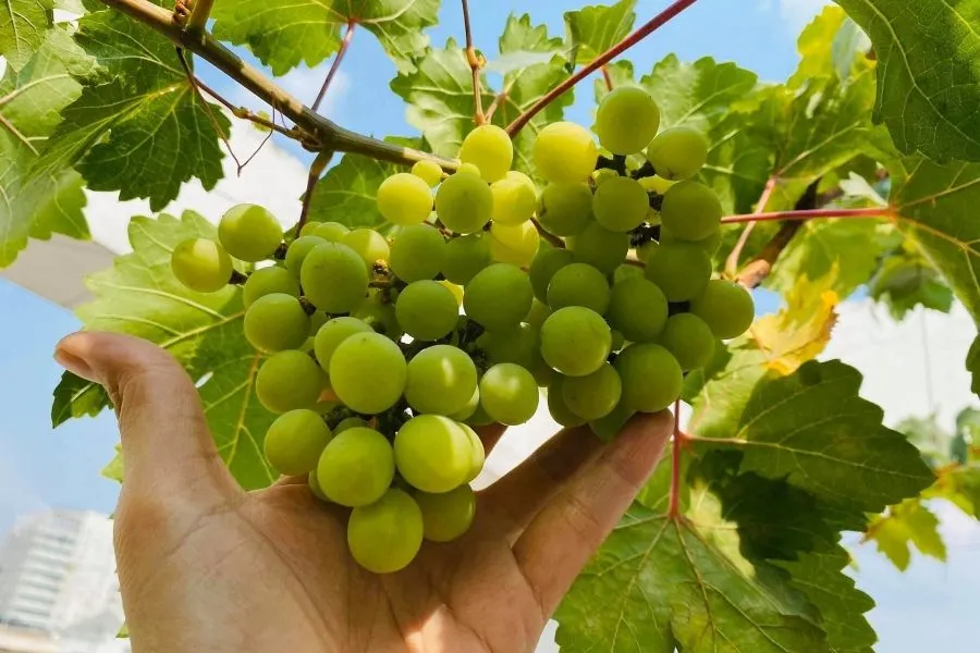 Đảm bảo cung cấp đủ ánh nắng cho cây ăn quả