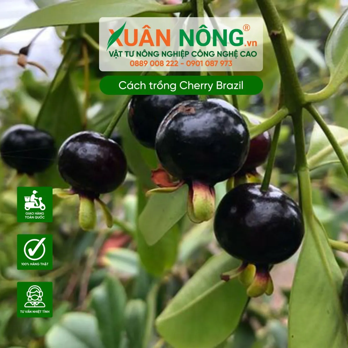 Yêu cầu ánh sáng quan trọng trong cách trồng trái cherry Brazil