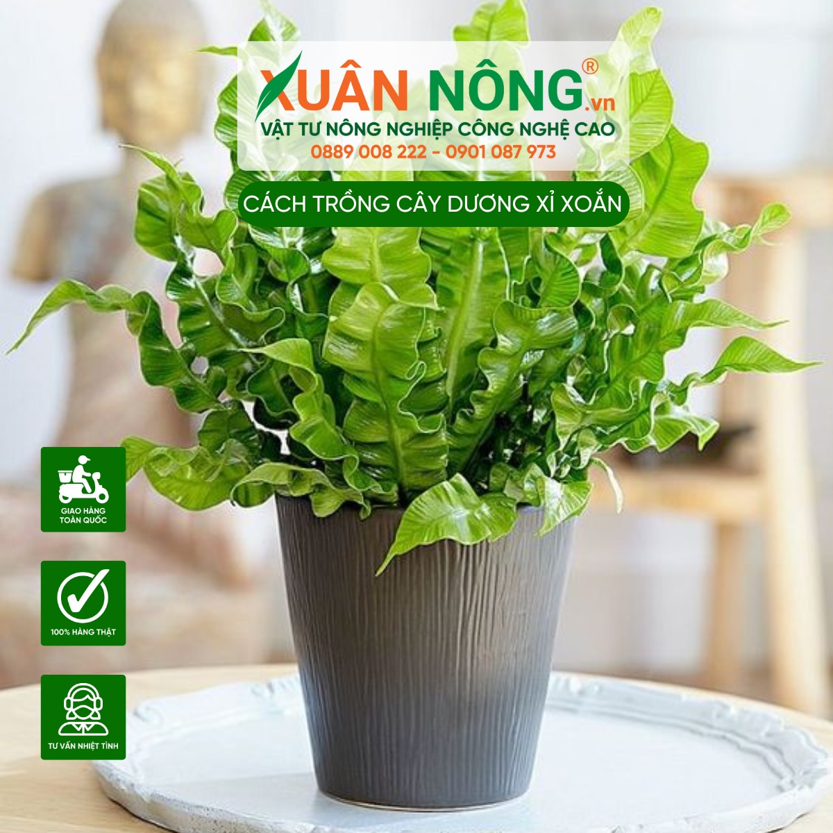 Cách Trồng Cây Dương Xỉ Trong Nhà Đạt Độ Ẩm Và Ánh Sáng Lý Tưởng