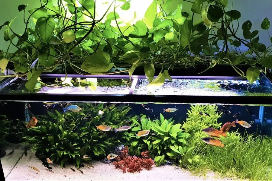 Các bước hướng dẫn cách trồng trầu bà trong bể cá đúng kỹ thuật