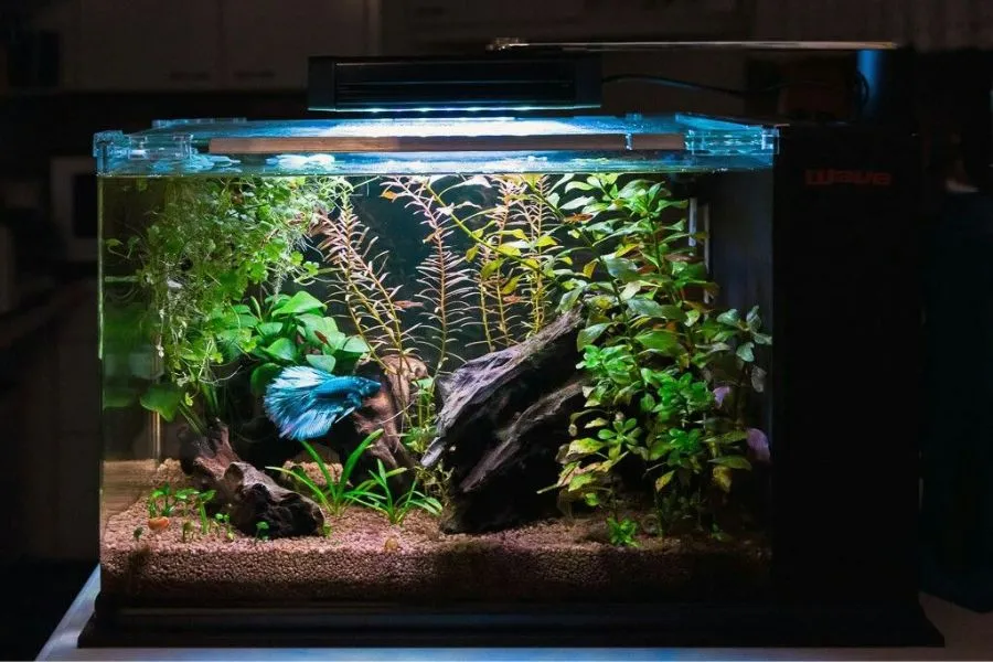 Lợi ích cây trầu bà giúp lọc nước trong bể cá cảnh