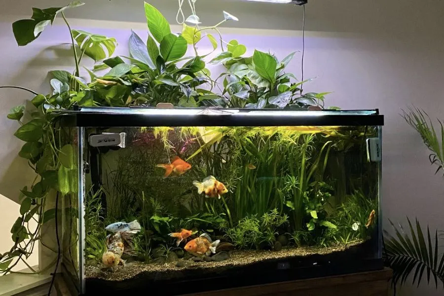 Các yếu tố chăm sóc như nhiệt độ và ánh sáng cho trầu bà thủy sinh