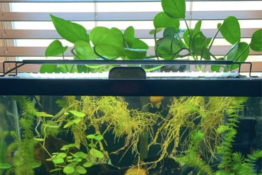Cây trầu bà hạn chế sự phát triển của tảo trong môi trường thủy sinh