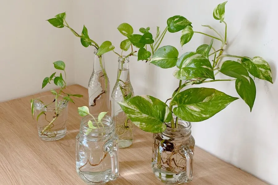 Đặc điểm cây trầu bà thủy sinh với lá xanh và đốm sắc vàng