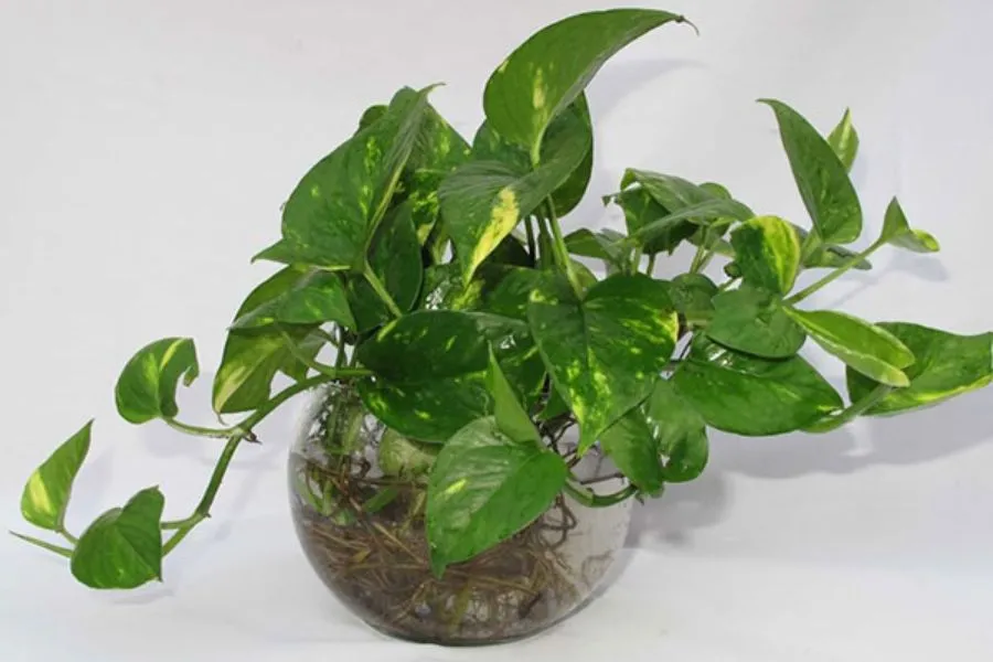 Rễ cây trầu bà thủy sinh đang hấp thụ nitrat từ nước bể cá