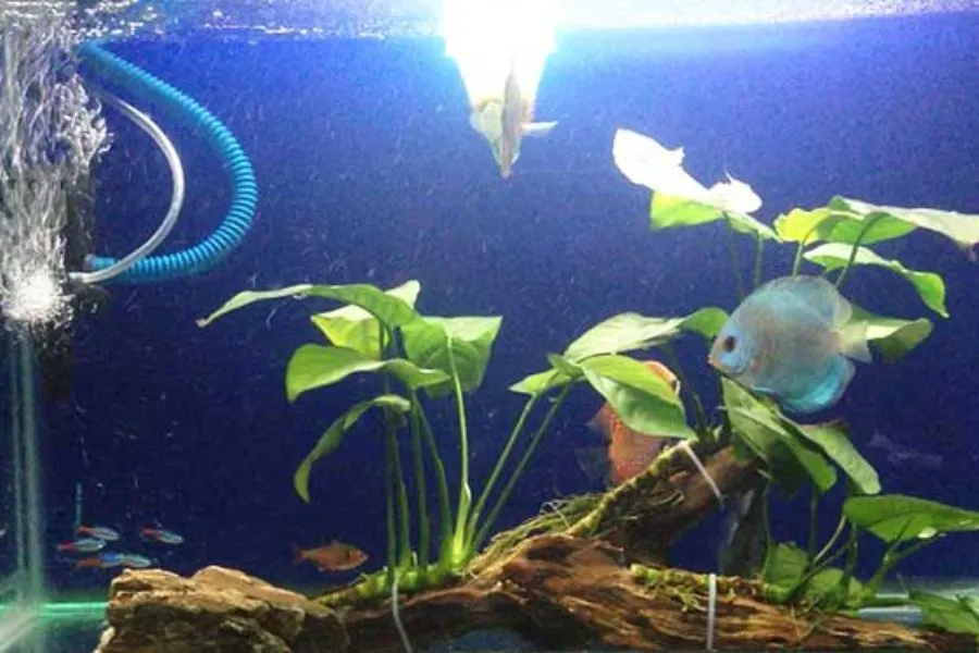 Bộ rễ trầu bà tạo môi trường sống và nơi ẩn náu tự nhiên cho cá