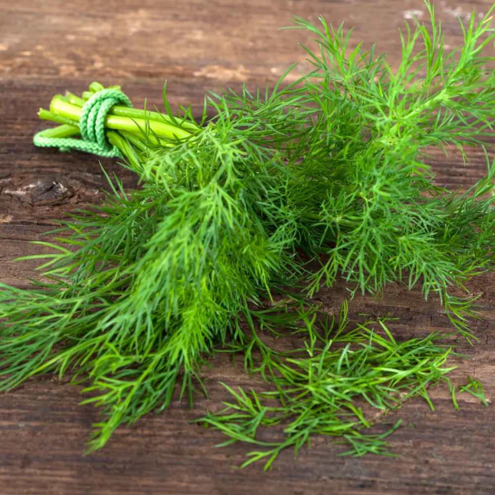 Cây Thì Là đang phát triển mạnh mẽ trên luống đất tơi xốp, biểu hiện cho kỹ thuật trồng cây thì là thành công