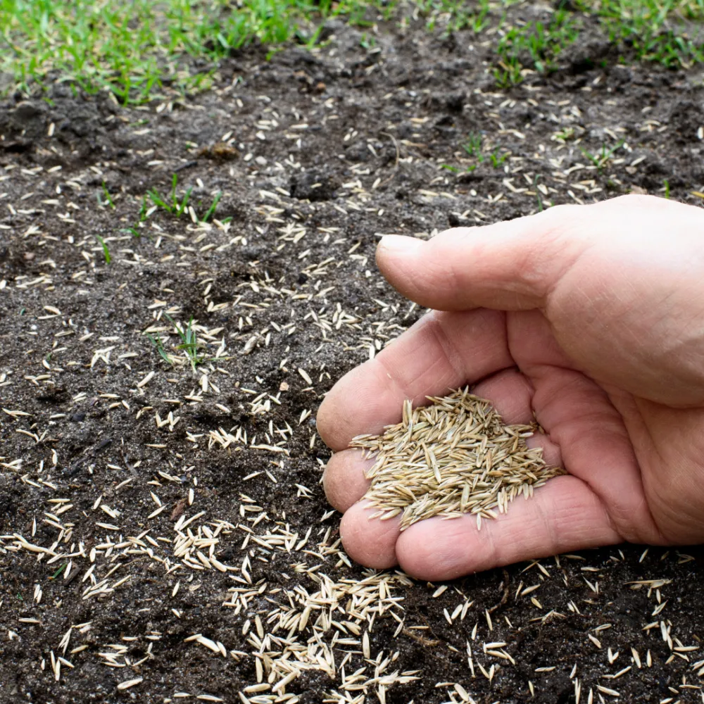 Cận cảnh hạt Thì Là đã được gieo trên bề mặt đất, minh họa cho giai đoạn gieo hạt trong cách trồng cây thì là