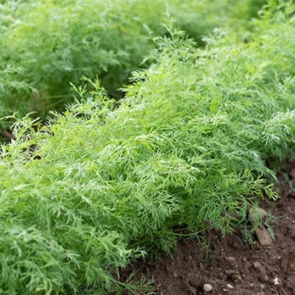 Quy trình bón phân hữu cơ cho cây Thì Là giúp cung cấp dinh dưỡng cần thiết cho cách trồng cây thì là hiệu quả