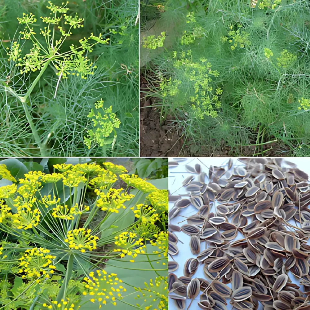 Cận cảnh bó Thì Là tươi đã được thu hoạch, minh họa thành quả của cách trồng cây thì là đúng kỹ thuật