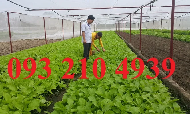 Mô hình nhà lưới mái bằng đơn giản được áp dụng phổ biến trong kỹ thuật trồng rau