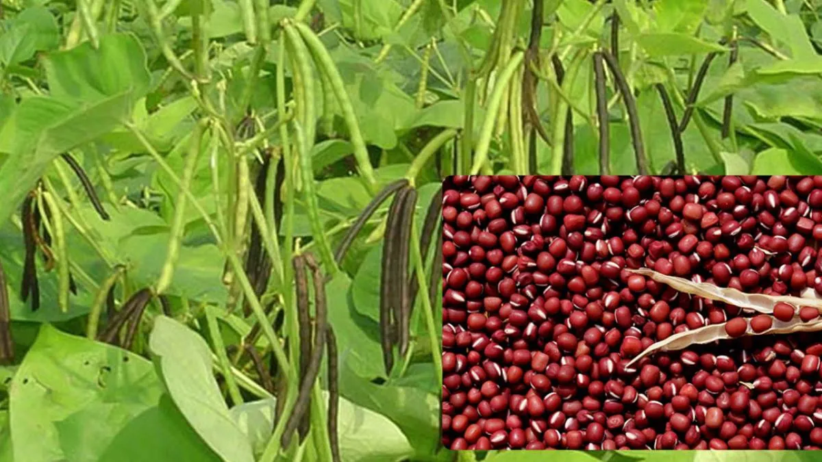 Mùa vụ trồng đậu đỏ hạt to bội thu và hiệu quả