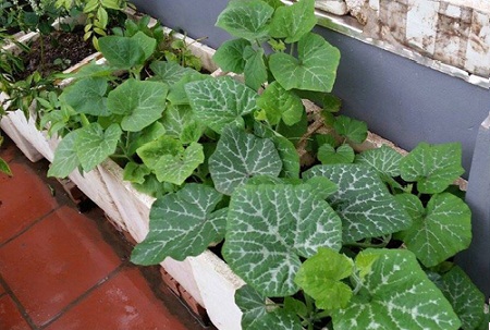 CÁCH TRỒNG BÍ ĐỎ TRONG THÙNG XỐP ĐẠT NĂNG SUẤT CAO CHO SÂN THƯỢNG