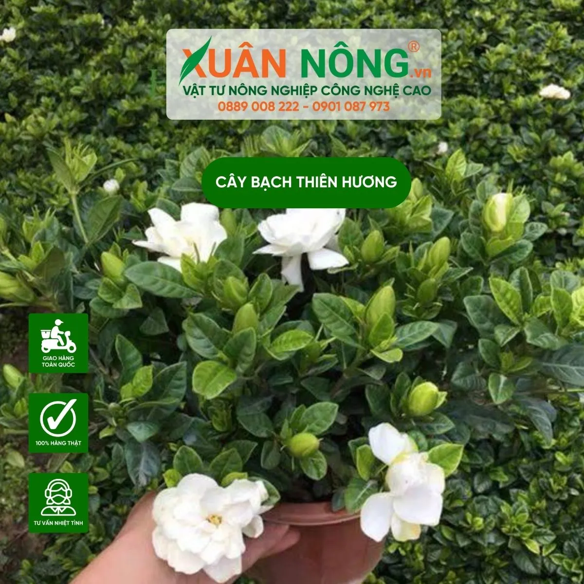 Vẻ đẹp thanh cao của cụm hoa Bạch Thiên Hương nở rộ trên nền lá xanh đậm