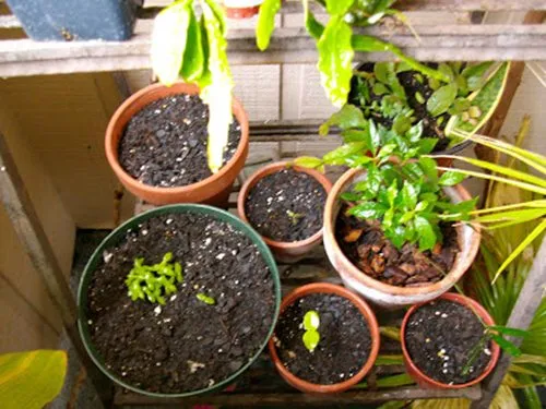 Đất trồng và chậu nhỏ đã sẵn sàng để gieo hạt thanh long