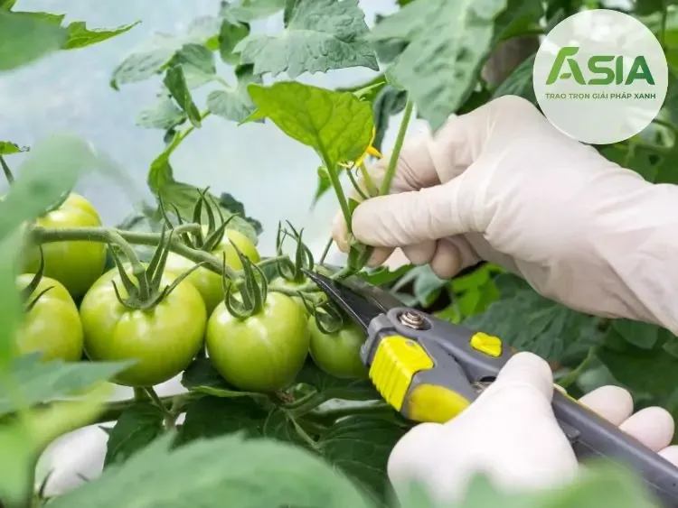 Cách Làm Giàn Trồng Cà Chua Và Kỹ Thuật Tỉa Cành Tối Ưu Năng Suất Cách Làm Giàn Trồng Cà Chua Và Kỹ Thuật Tỉa Cành Tối Ưu Năng Suất