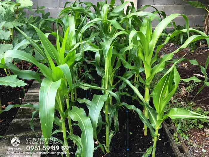 Bạn có thể chọn các giống bắp nếp để dễ trồng