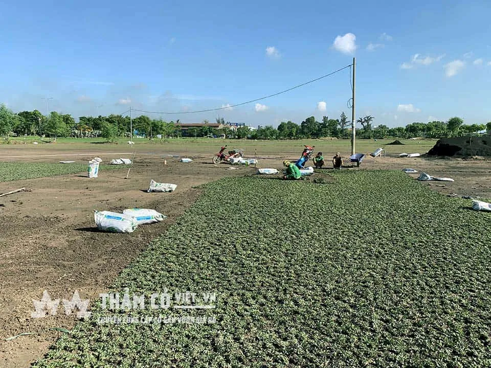 Hình ảnh sản xuất cỏ sân vườn tại vườn ươm THẢM CỎ VIỆT
