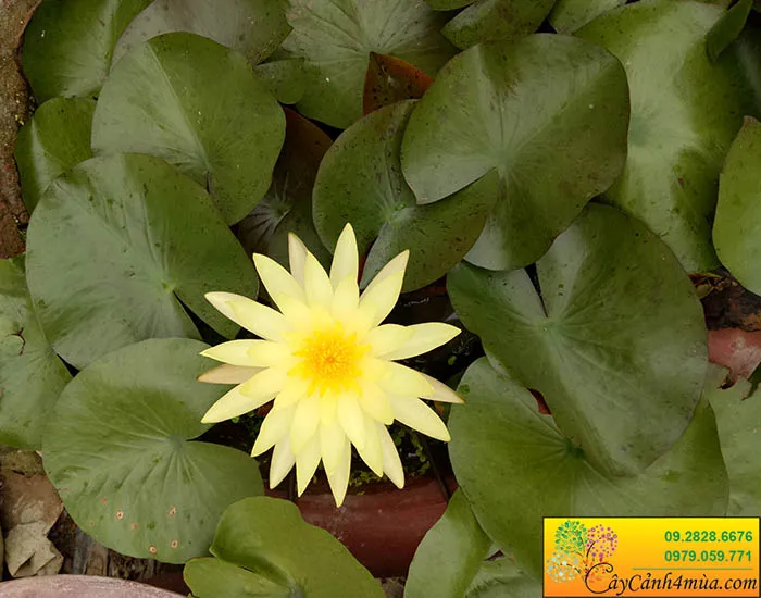 Cận cảnh hoa súng màu vàng rực rỡ, thích hợp làm điểm nhấn