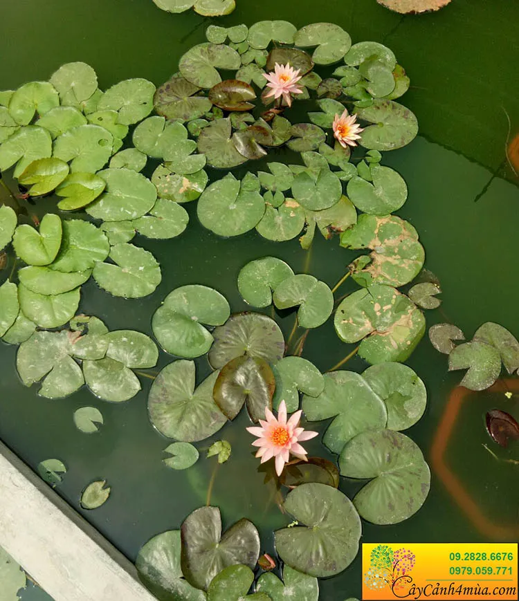 Nhiều chậu hoa súng Thái với các màu sắc khác nhau, cho thấy khả năng trồng đa dạng