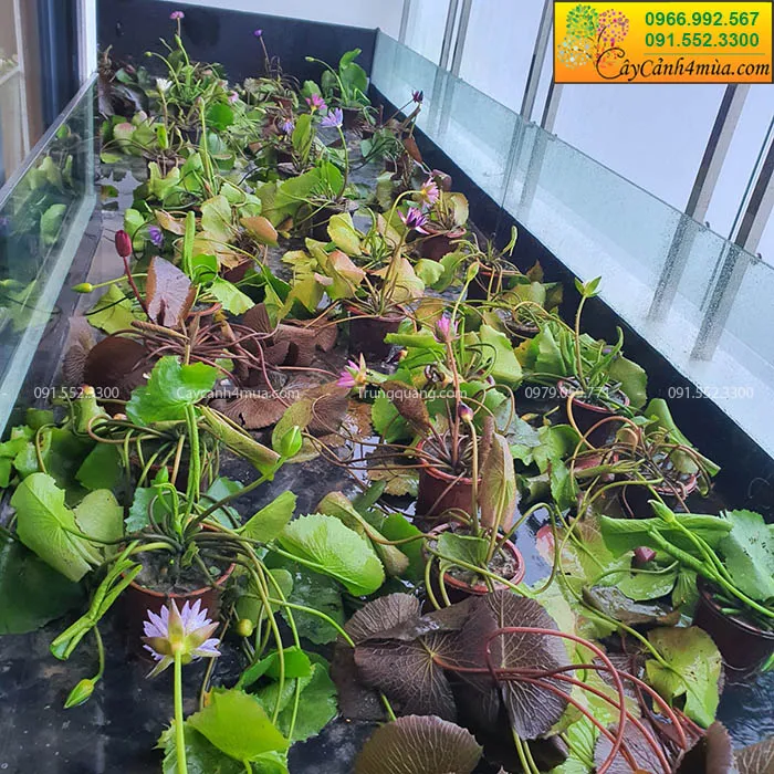 Hoa súng được trồng trong chậu cảnh và đặt trên ban công, sân thượng của khách hàng