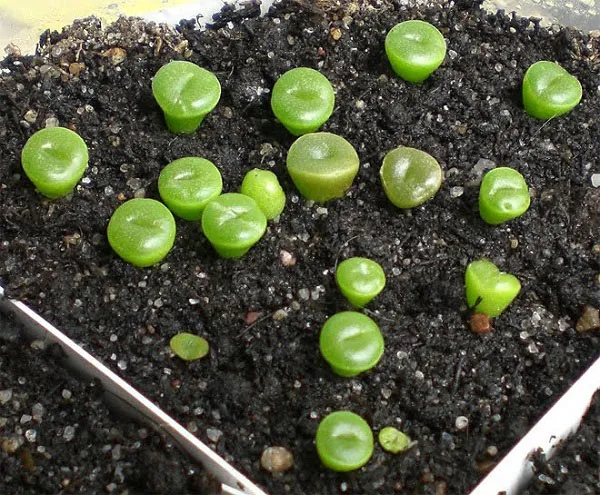 Cây Thạch Lan con sau khi nảy mầm, cần được chăm sóc cẩn thận để tránh tổn thương