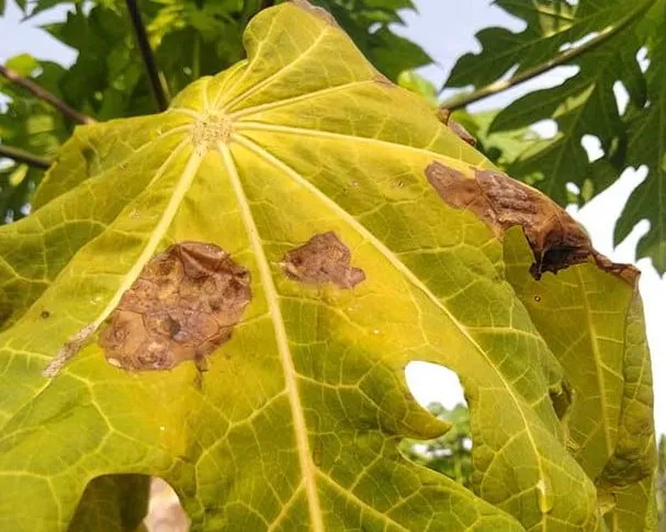 Nhận biết và điều trị bệnh vàng lá trên cây đu đủ trồng chậu