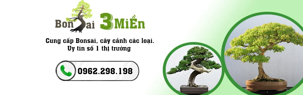 Hình ảnh chung về khu vườn hoặc cây cảnh được chăm sóc kỹ lưỡng