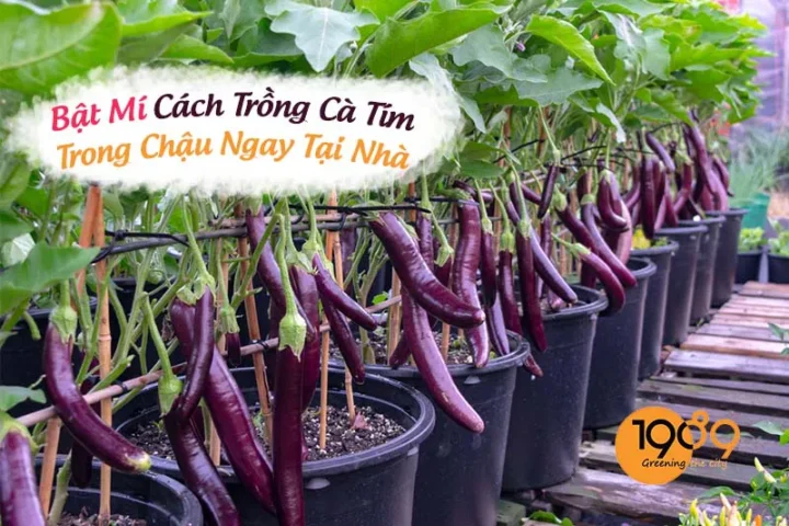 Cách Trồng Cà Tím Trong Chậu Đạt Năng Suất Cao Ngay Tại Nhà
