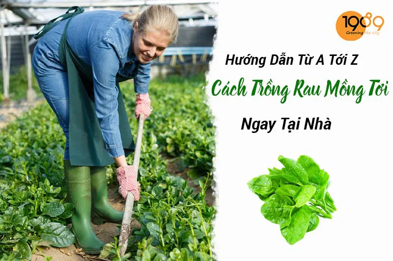Cách Tái Chế Chai Nhựa Thành Chậu Trồng Rau: Hướng Dẫn Chi Tiết A-Z Tại Nhà