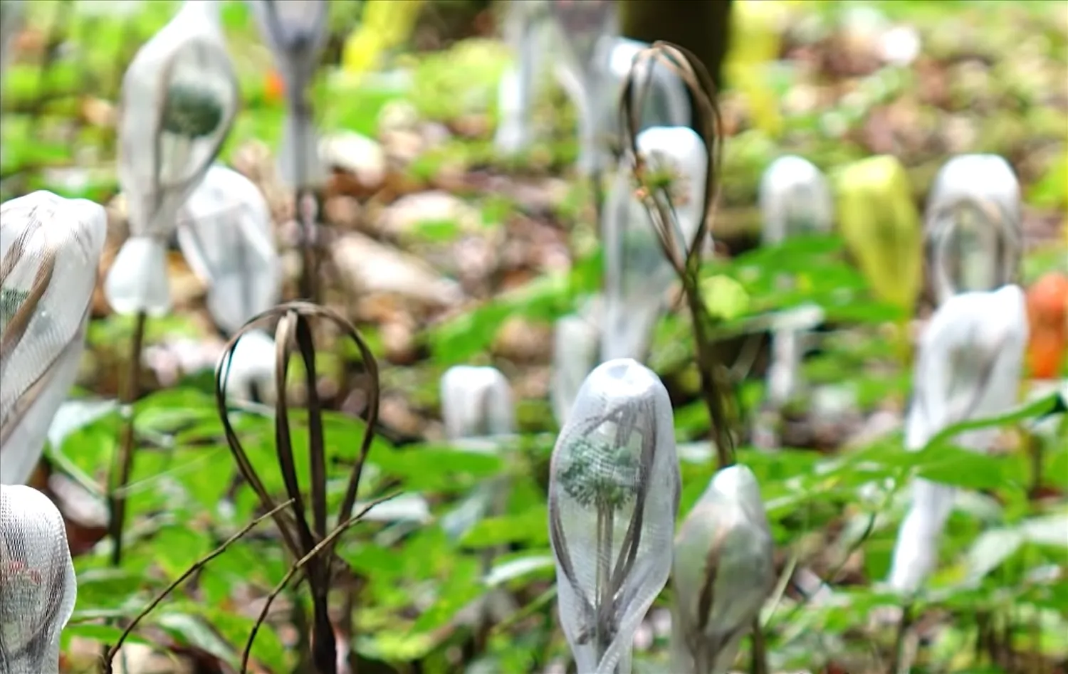 Cách Trồng Sâm Ngọc Linh Đúng Kỹ Thuật Và Đạt Chất Lượng Cao Cách Trồng Sâm Ngọc Linh Đúng Kỹ Thuật Và Đạt Chất Lượng Cao