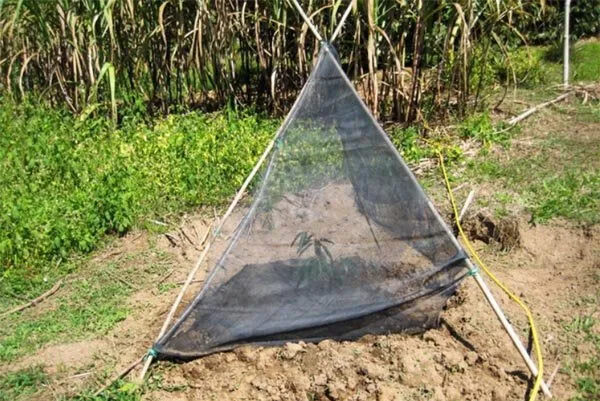 Che chắn bảo vệ cây sầu riêng con mới trồng khỏi nắng gắt