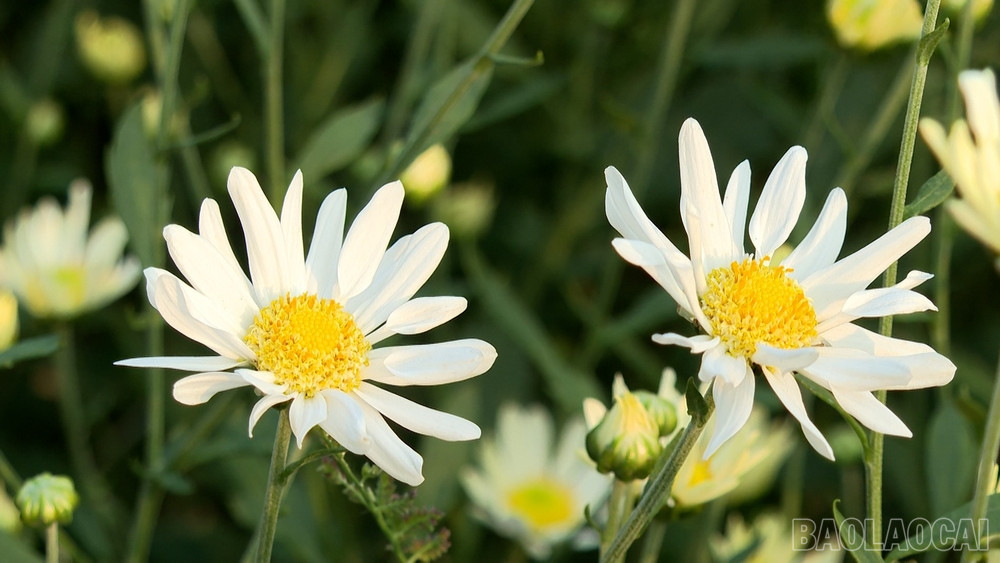 Cúc Họa Mi Cách Trồng Và Chăm Sóc Đúng Kỹ Thuật Cho Hoa Nở Rộ