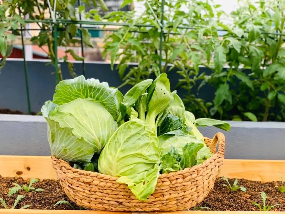 Thu hoạch bắp cải tại vườn nhà đảm bảo chất lượng