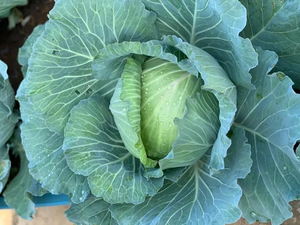 Trồng bắp cải trong chậu và tháp rau hữu cơ