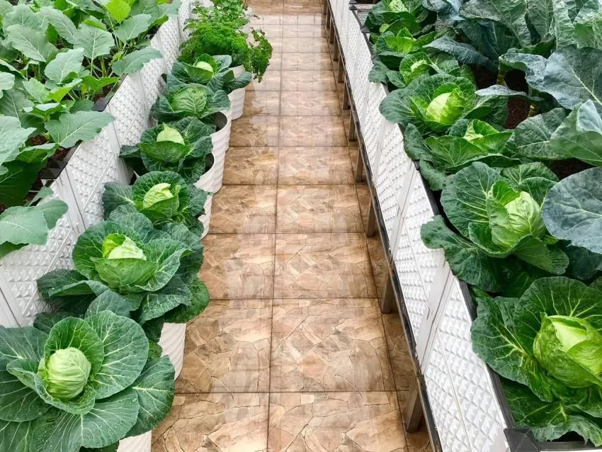 Chăm sóc và vun xới đất cho bắp cải ở giai đoạn giữa trong thùng xốp