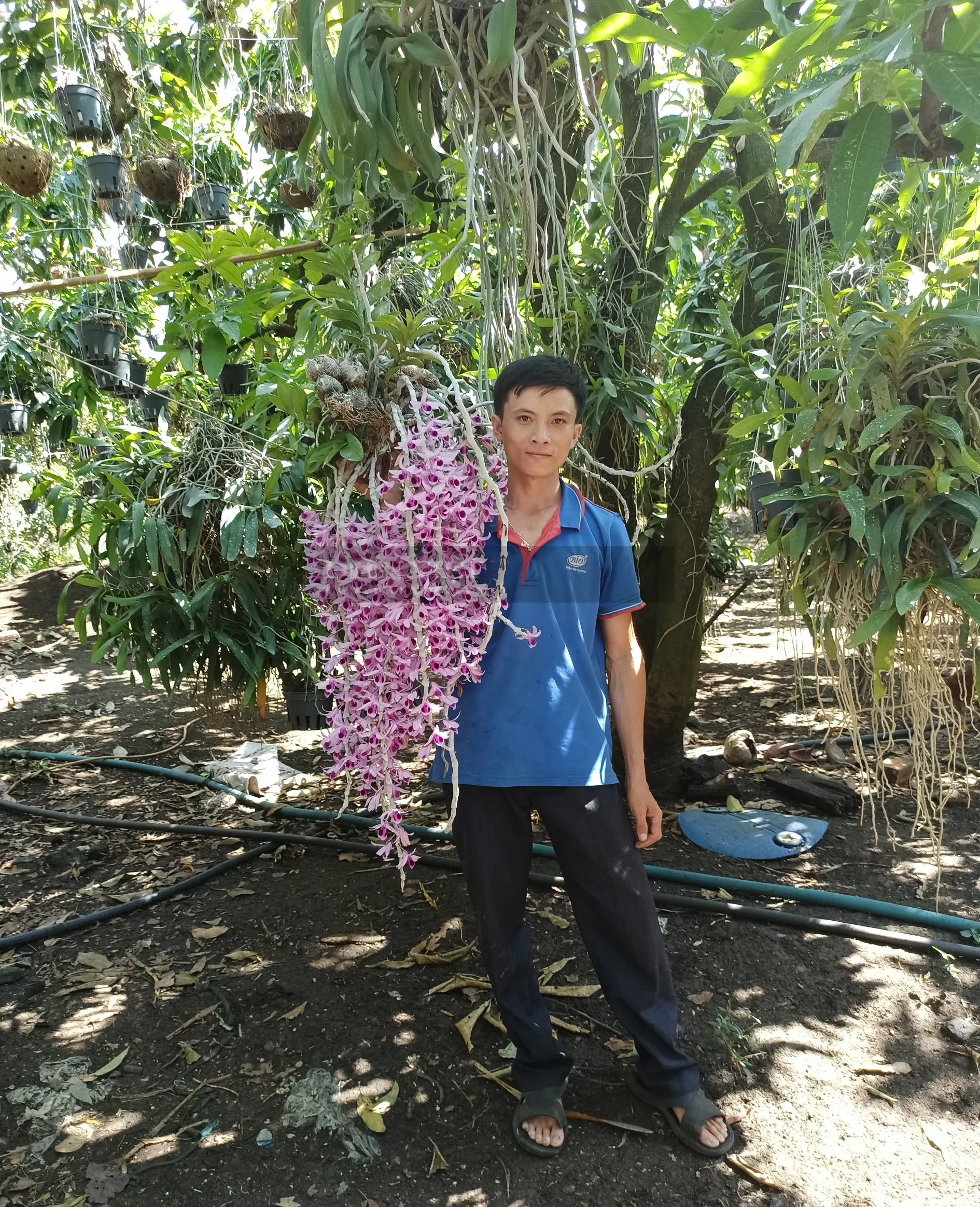 Phân loại các giống lan rừng phổ biến như lan đơn thân và lan đa thân