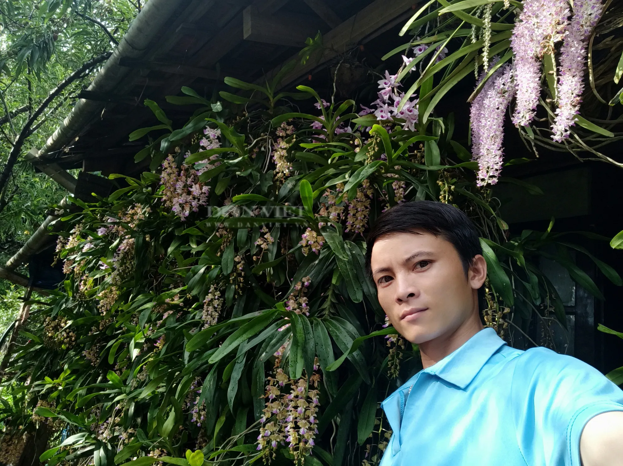 Các khóm lan rừng được đặt và cố định vững chắc trên bề mặt giá thể trong chậu trồng lan