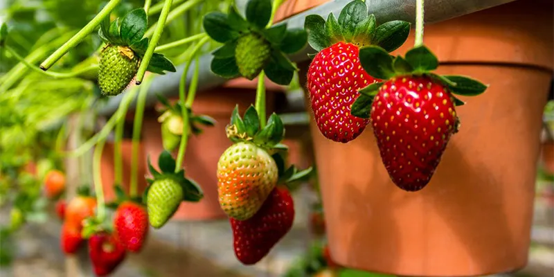 Chậu dâu tây ra nhiều quả, minh họa cách trồng dâu tây đạt năng suất cao