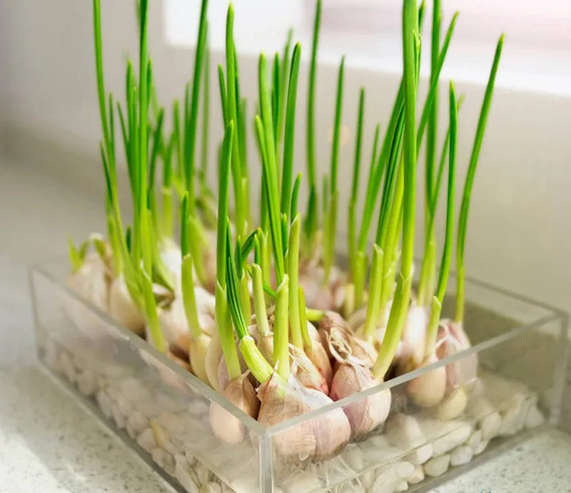 Gốc hành lá thủy canh đang ra rễ và lá non tươi tốt