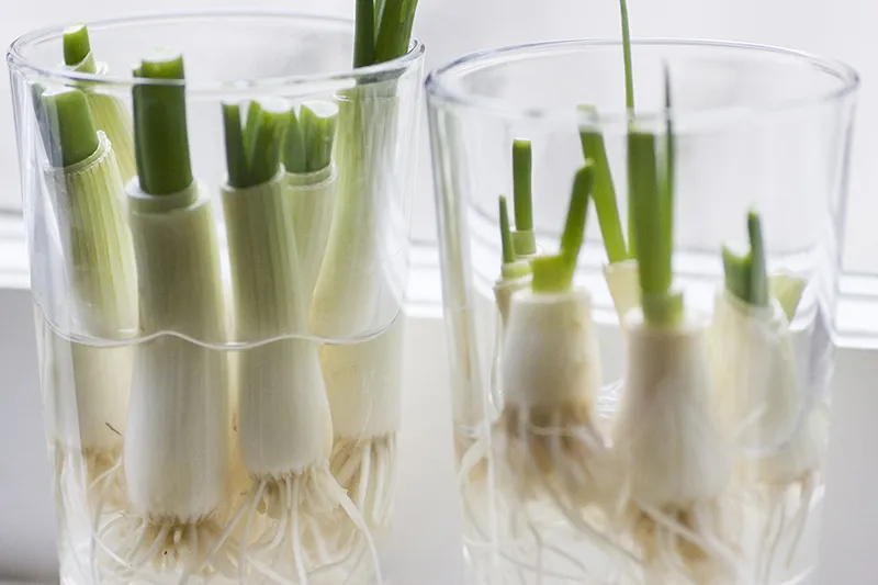 Chậu hành lá được trồng gọn gàng trong thùng xốp tận dụng