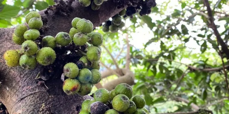 Lựa Chọn Giống Cây Sung và Kỹ Thuật Trồng Để Đảm Bảo Sung Ra Quả Sai Trĩu