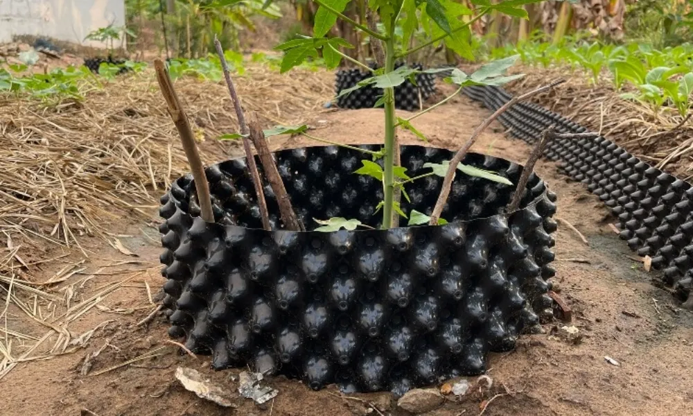 bầu đất trồng cây là gì?